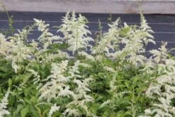 Charmantes Schattenbeet (Blüten-& Blattschmuck Für Lichtarme Gartenbereiche) -Grün Raum Verkaufsgeschäft 2003348 Charmantes 20Schattenbeet Blueten 20Blattschmuck 20fuer 20lichtarme 20Gartenbereiche 7