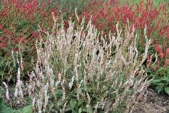 Charmantes Schattenbeet (Blüten-& Blattschmuck Für Lichtarme Gartenbereiche) -Grün Raum Verkaufsgeschäft 2003348 Charmantes 20Schattenbeet Blueten 20Blattschmuck 20fuer 20lichtarme 20Gartenbereiche 9