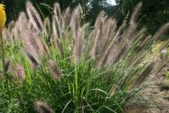 Gräsermeer (Wogende (Pflege-)Leichtigkeit) -Grün Raum Verkaufsgeschäft 2003439 Graesermeer Wogende 20Pflege Leichtigkeit 11