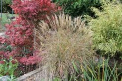 Gräsermeer (Wogende (Pflege-)Leichtigkeit) -Grün Raum Verkaufsgeschäft 2003439 Graesermeer Wogende 20Pflege Leichtigkeit 15