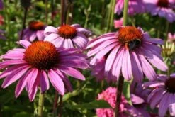 Gräsermeer (Wogende (Pflege-)Leichtigkeit) -Grün Raum Verkaufsgeschäft 2003439 Graesermeer Wogende 20Pflege Leichtigkeit 5