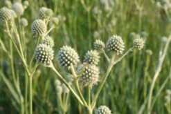 Gräsermeer (Wogende (Pflege-)Leichtigkeit) -Grün Raum Verkaufsgeschäft 2003439 Graesermeer Wogende 20Pflege Leichtigkeit 6