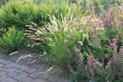 Gräsermeer (Wogende (Pflege-)Leichtigkeit) -Grün Raum Verkaufsgeschäft 2003439 Graesermeer Wogende 20Pflege Leichtigkeit 8