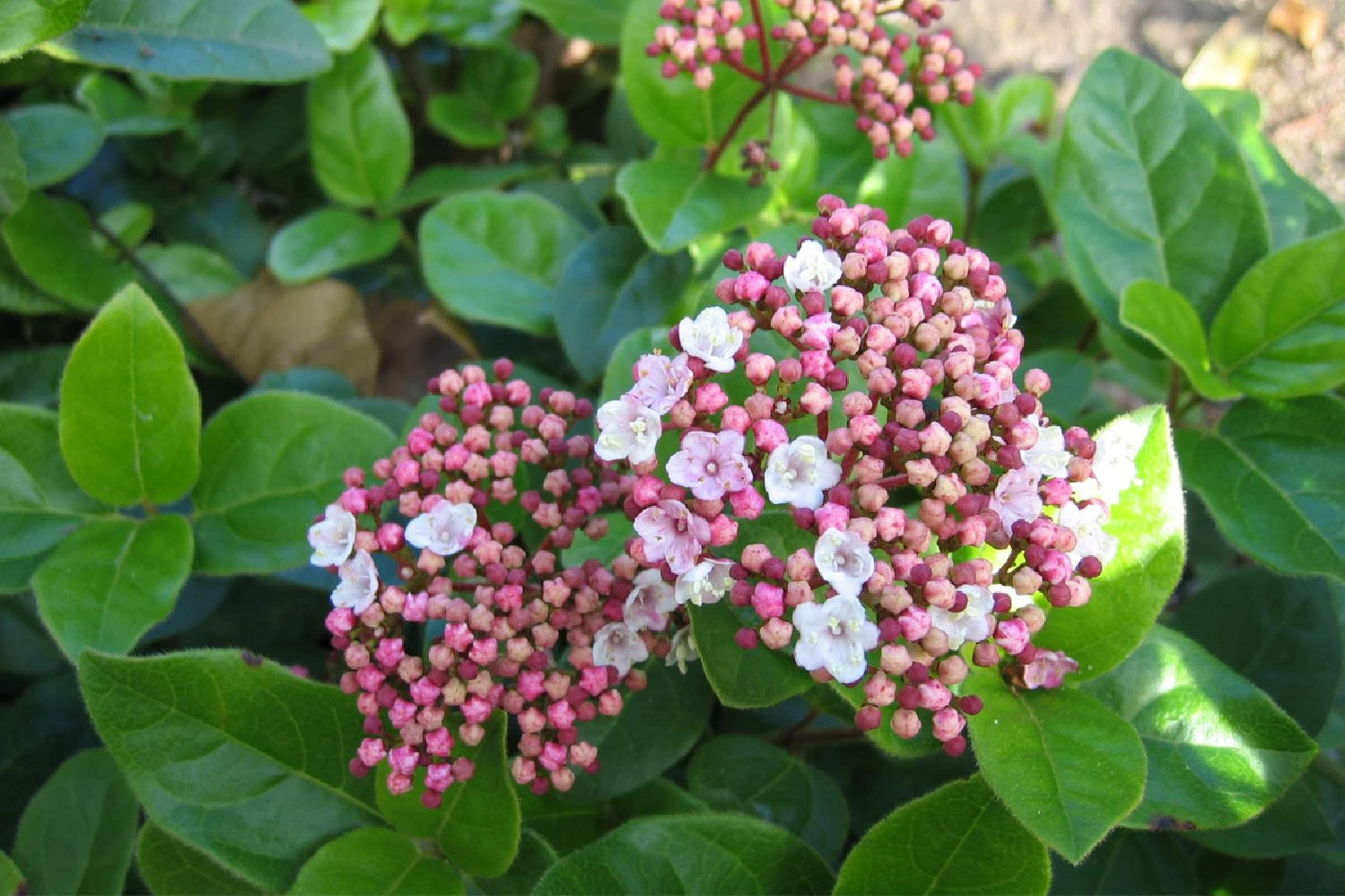 Viburnum Tinus 'Lisa Rose' (Lorbeer-Schneeball) 1 Viburnum Tinus 'Lisa Rose' (Lorbeer-Schneeball)
