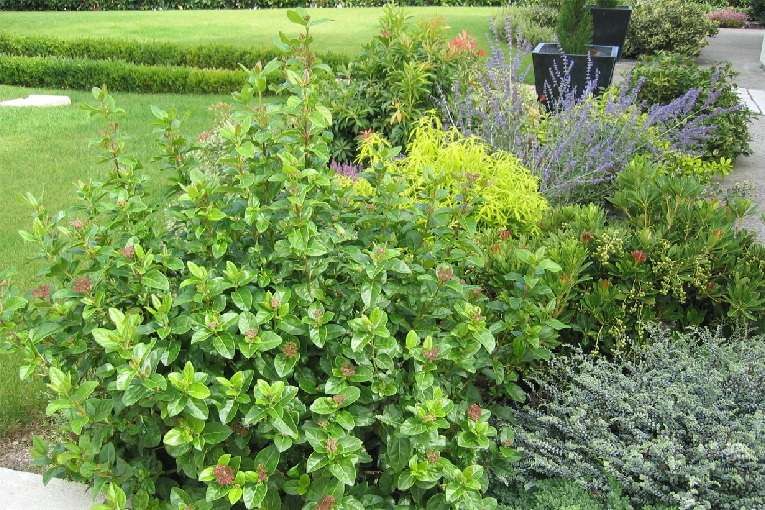 Viburnum Tinus 'Lisa Rose' (Lorbeer-Schneeball) 2 Viburnum Tinus 'Lisa Rose' (Lorbeer-Schneeball) – Bild 2