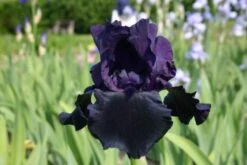 Männerbeet (Imposante Staudenpracht In Kühlen Farbtönen) -Grün Raum Verkaufsgeschäft 2003530 Maennerbeet Imposante 20Staudenpracht 20in 20kuehlen 20Farbtoenen 10