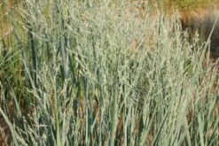 Männerbeet (Imposante Staudenpracht In Kühlen Farbtönen) -Grün Raum Verkaufsgeschäft 2003530 Maennerbeet Imposante 20Staudenpracht 20in 20kuehlen 20Farbtoenen 12