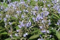 Männerbeet (Imposante Staudenpracht In Kühlen Farbtönen) -Grün Raum Verkaufsgeschäft 2003530 Maennerbeet Imposante 20Staudenpracht 20in 20kuehlen 20Farbtoenen 16