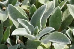 Männerbeet (Imposante Staudenpracht In Kühlen Farbtönen) -Grün Raum Verkaufsgeschäft 2003530 Maennerbeet Imposante 20Staudenpracht 20in 20kuehlen 20Farbtoenen 17