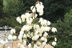 Männerbeet (Imposante Staudenpracht In Kühlen Farbtönen) -Grün Raum Verkaufsgeschäft 2003530 Maennerbeet Imposante 20Staudenpracht 20in 20kuehlen 20Farbtoenen 18