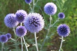 Männerbeet (Imposante Staudenpracht In Kühlen Farbtönen) -Grün Raum Verkaufsgeschäft 2003530 Maennerbeet Imposante 20Staudenpracht 20in 20kuehlen 20Farbtoenen 4