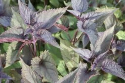 Männerbeet (Imposante Staudenpracht In Kühlen Farbtönen) -Grün Raum Verkaufsgeschäft 2003530 Maennerbeet Imposante 20Staudenpracht 20in 20kuehlen 20Farbtoenen 6