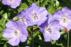 Männerbeet (Imposante Staudenpracht In Kühlen Farbtönen) -Grün Raum Verkaufsgeschäft 2003530 Maennerbeet Imposante 20Staudenpracht 20in 20kuehlen 20Farbtoenen 8