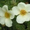 Potentilla Fruticosa 'Crème Brulée' (Fingerstrauch)