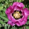 Paeonia Rockii 'Zi Lian Deng' (Strauchpfingstrose 'Leuchten Des Purpurlotus')