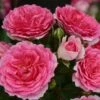 Rose 'Amica' (Patiorose)
