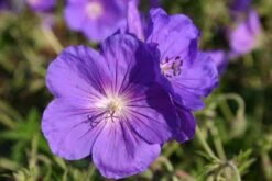 Blütenland (Üppig Gestalteter Halbschatten) -Grün Raum Verkaufsgeschäft 2003818 Bluetenland UEppig 20gestalteter 20Halbschatten 12