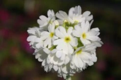 Blütenland (Üppig Gestalteter Halbschatten) -Grün Raum Verkaufsgeschäft 2003818 Bluetenland UEppig 20gestalteter 20Halbschatten 16