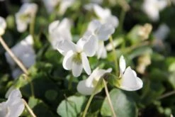 Blütenland (Üppig Gestalteter Halbschatten) -Grün Raum Verkaufsgeschäft 2003818 Bluetenland UEppig 20gestalteter 20Halbschatten 18