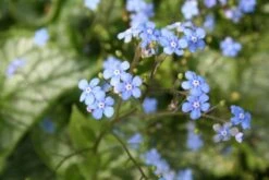 Blütenland (Üppig Gestalteter Halbschatten) -Grün Raum Verkaufsgeschäft 2003818 Bluetenland UEppig 20gestalteter 20Halbschatten 6