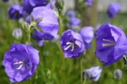 Blütenland (Üppig Gestalteter Halbschatten) -Grün Raum Verkaufsgeschäft 2003818 Bluetenland UEppig 20gestalteter 20Halbschatten 8