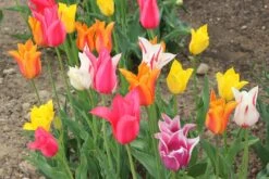 Tulpenmischung 'Karneval' (Garten-Tulpenmischung)