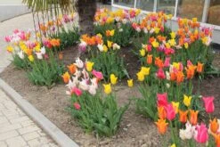 Tulpenmischung 'Karneval' (Garten-Tulpenmischung) -Grün Raum Verkaufsgeschäft 2003867 Tulpenmischung 20Karneval Garten Tulpenmischung 3