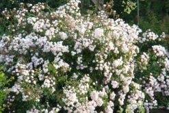 Rose 'Guirlande Rose' (Rambler) -Grün Raum Verkaufsgeschäft 2003913 Rose 20Guirlande 20Rose Rambler 3