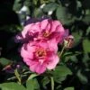 Rose 'Orienta® Aladdin' (Kletterrose)