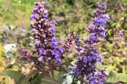 Vitex 'Flip Side' (Mönchspfeffer)