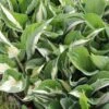 Hosta 'Amazone' (Funkie)