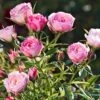 Rose 'Blush Pixie' (Zwergrose | Patiorose)
