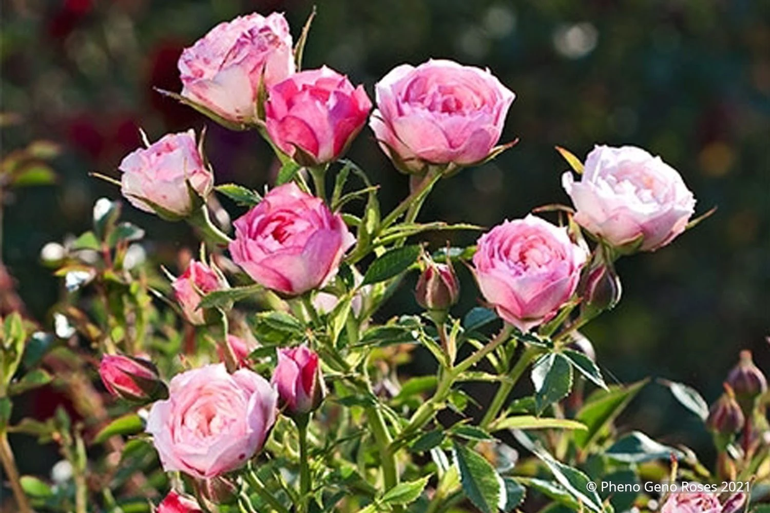 Rose 'Blush Pixie' (Zwergrose | Patiorose) 1 Rose 'Blush Pixie' (Zwergrose | Patiorose)