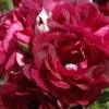 Rose 'Burgundy Ice' (Strauchrose)