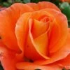 Rose 'Orange Dawn' (Kletterrose)