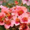 Rose 'Orienta® Shila' (Persische Rose)