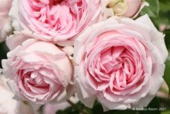 Rose 'Wellenspiel' (Strauchrose)