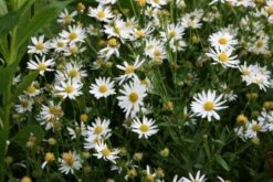 Der Berg Ruft (Maximale Blütenfreude Für Raue Gegenden) -Grün Raum Verkaufsgeschäft 2004415 Der 20Berg 20ruft Maximale 20Bluetenfreude 20fuer 20raue 20Gegenden 12