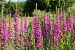 Der Berg Ruft (Maximale Blütenfreude Für Raue Gegenden) -Grün Raum Verkaufsgeschäft 2004415 Der 20Berg 20ruft Maximale 20Bluetenfreude 20fuer 20raue 20Gegenden 13