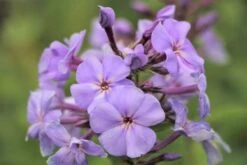 Der Berg Ruft (Maximale Blütenfreude Für Raue Gegenden) -Grün Raum Verkaufsgeschäft 2004415 Der 20Berg 20ruft Maximale 20Bluetenfreude 20fuer 20raue 20Gegenden 16