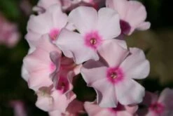 Der Berg Ruft (Maximale Blütenfreude Für Raue Gegenden) -Grün Raum Verkaufsgeschäft 2004415 Der 20Berg 20ruft Maximale 20Bluetenfreude 20fuer 20raue 20Gegenden 17