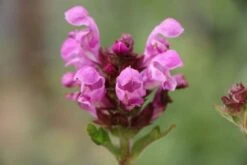 Der Berg Ruft (Maximale Blütenfreude Für Raue Gegenden) -Grün Raum Verkaufsgeschäft 2004415 Der 20Berg 20ruft Maximale 20Bluetenfreude 20fuer 20raue 20Gegenden 18