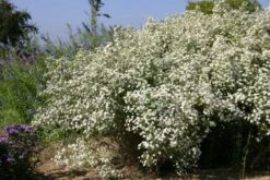 Der Berg Ruft (Maximale Blütenfreude Für Raue Gegenden) -Grün Raum Verkaufsgeschäft 2004415 Der 20Berg 20ruft Maximale 20Bluetenfreude 20fuer 20raue 20Gegenden 4