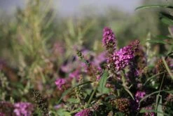 Grün Raum Verkaufsgeschäft -Grün Raum Verkaufsgeschäft 2004424 Buddleja 20davidii 20POQUITO 20 20Orchid 20Annie Sommerflieder 2