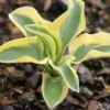 Hosta 'Mighty Mouse' (Funkie | Herzblattlilie)