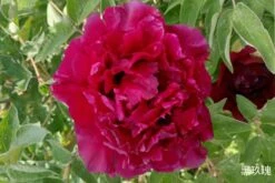 Paeonia Rockii 'Hei Mei Gui' (Strauchpfingstrose 'Schwarze Rose')