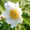 Paeonia 'Late Windflower' (Himalaya-Pfingstrosen-Kreuzung)