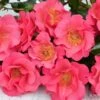 Rose 'Hoppla' (Kleinstrauchrose)
