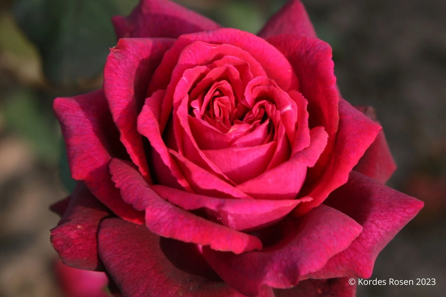 Rose 'Gräfin Diana' (Edelrose) 1 Rose 'Gräfin Diana' (Edelrose)