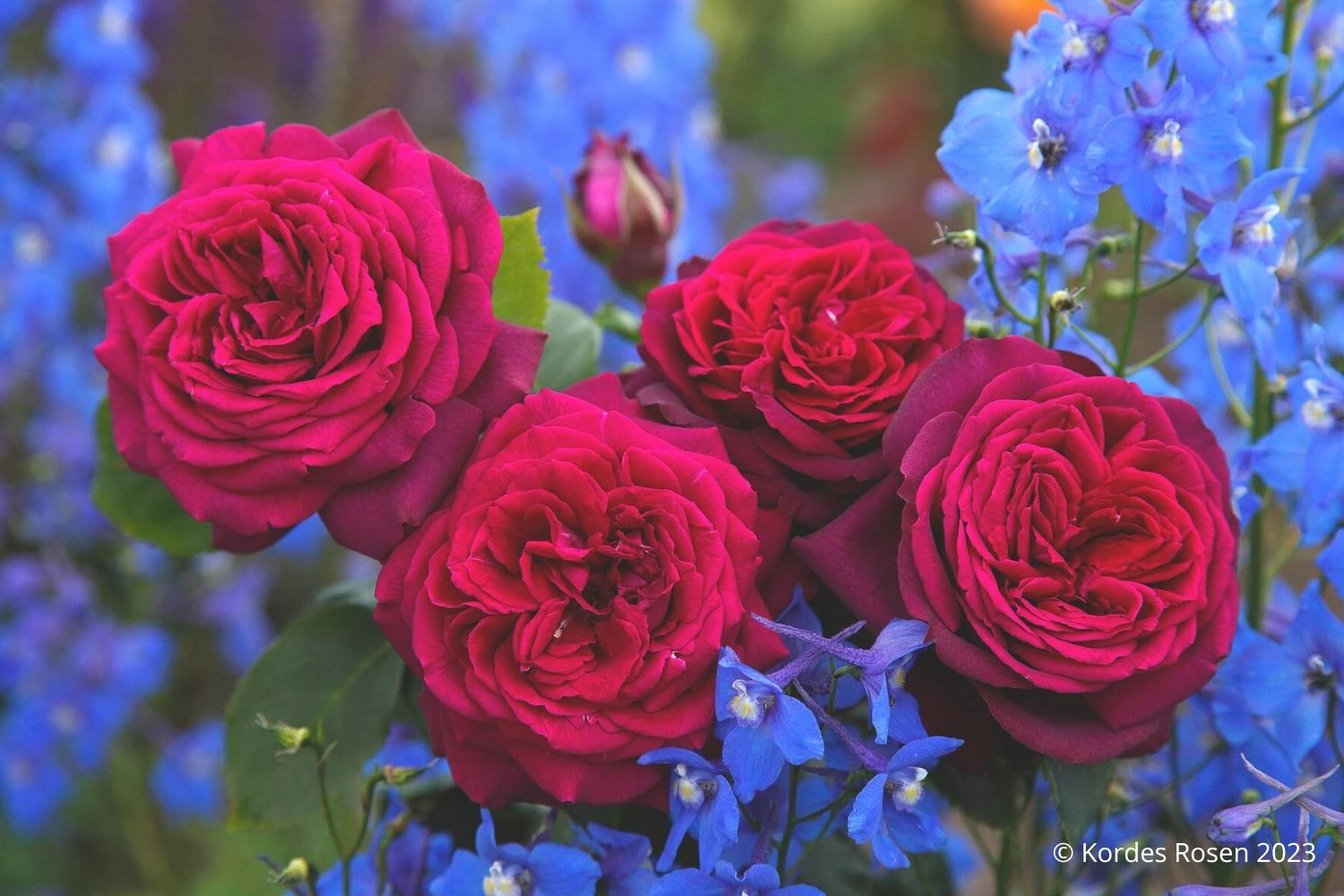 Rose 'Gräfin Diana' (Edelrose) 2 Rose 'Gräfin Diana' (Edelrose) – Bild 2